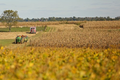 A tractor and truck navigate through golden cornfields under a clear sky, showcasing a rural farming landscape.