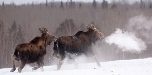 Two moose running through a snowy landscape, exhaling visible breath in the cold air. Trees in the background.