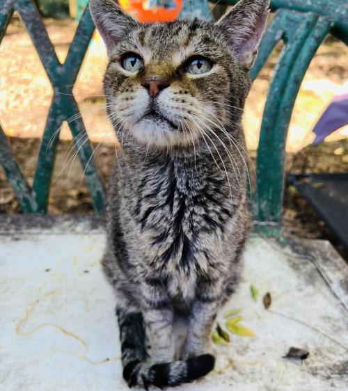A close-up of a tabby cat with striking blue eyes, sitting on a table in a garden setting.