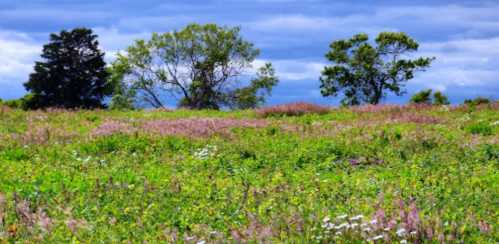 A vibrant field of wildflowers with green grass and trees under a cloudy blue sky.