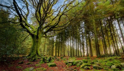 A moss-covered tree stands prominently in a lush forest, surrounded by tall trees and scattered rocks.