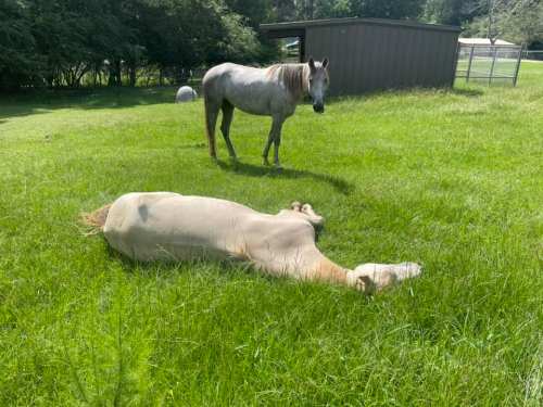 A standing horse watches over a lying horse in a grassy field with trees and a shed in the background.
