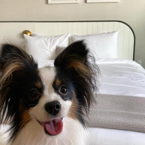 A happy dog with fluffy ears sits in a cozy bedroom with a neatly made bed in the background.