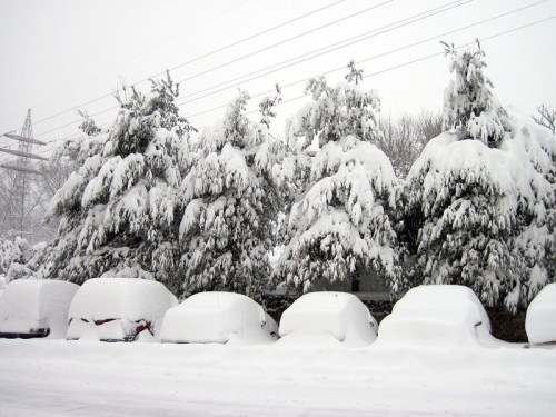 Snow-covered trees and parked cars blanketed in thick snow, creating a serene winter landscape.