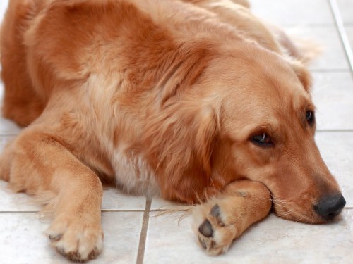 A golden retriever lying on a tiled floor, resting its head on its paw with a relaxed expression.