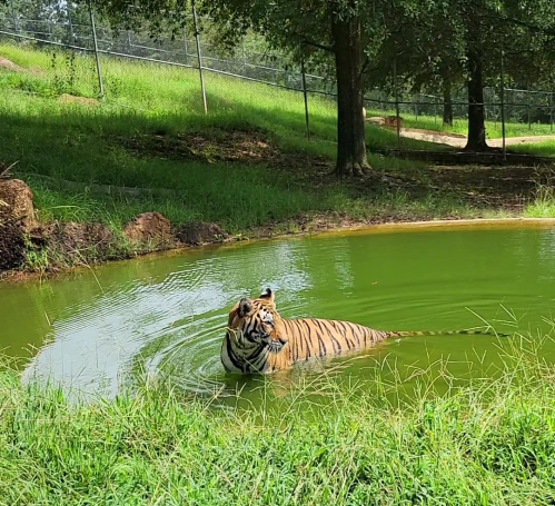 A tiger wades in a green pond surrounded by grass and trees, creating ripples in the water.