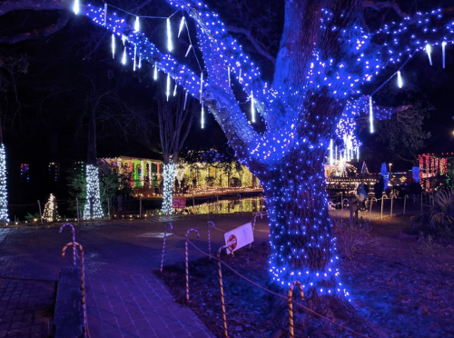 A tree adorned with blue lights and icicle decorations, surrounded by festive holiday lights in a nighttime setting.