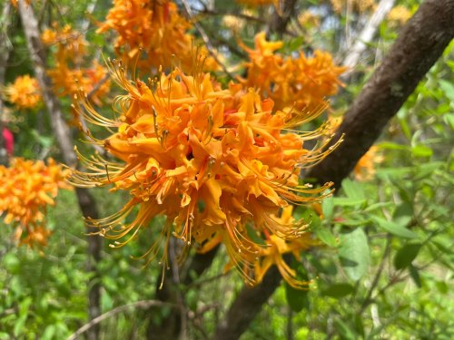A vibrant cluster of orange flowers with long, delicate stamens, surrounded by green foliage.