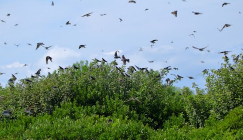 A flock of birds flying over lush green foliage under a blue sky with scattered clouds.