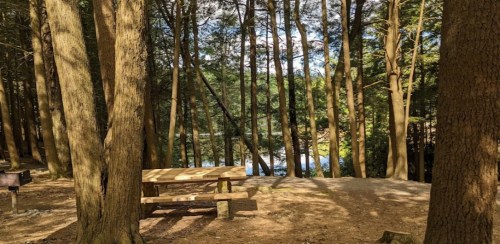 A serene forest scene with tall trees, a wooden bench, and a glimpse of water in the background.