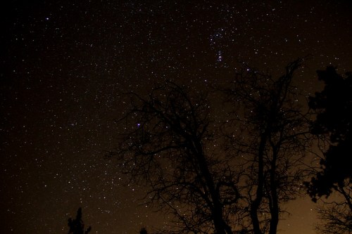A starry night sky with a silhouette of bare trees in the foreground, featuring the constellation Orion.