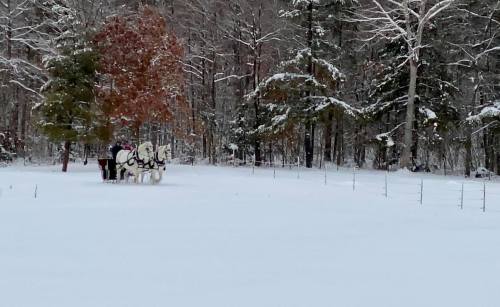 Two horses and a person stand in a snowy landscape, surrounded by trees with a light dusting of snow.