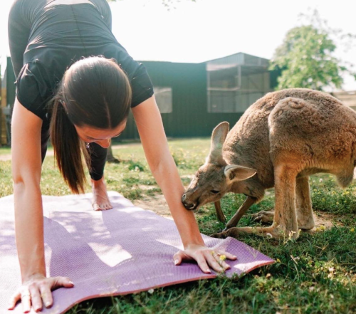 A woman doing yoga on a mat outdoors, while a kangaroo curiously approaches her.