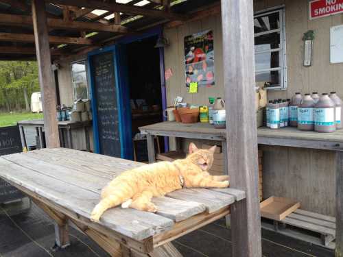 An orange cat lounging on a wooden table outside a rustic shop with potted plants and bottles in the background.