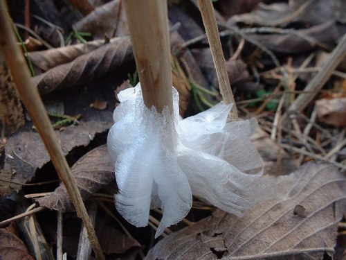 A close-up of a white, icy formation clinging to a plant stem, surrounded by fallen leaves on the forest floor.
