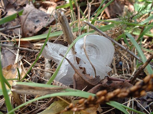 A close-up of a spiral ice formation on the ground, surrounded by grass and fallen leaves.