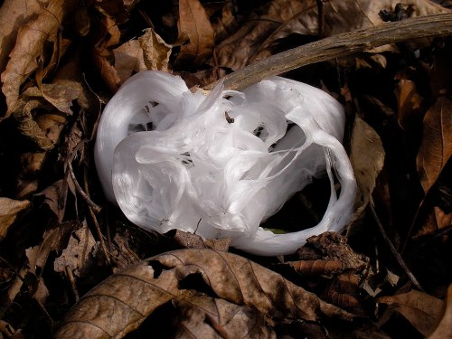 A white, translucent fungus resembling a ghostly shape, nestled among brown, dried leaves on the forest floor.