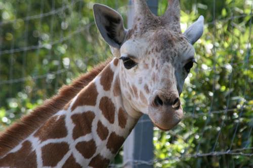A close-up of a giraffe's head, showcasing its distinctive spotted coat and large eyes against a green background.