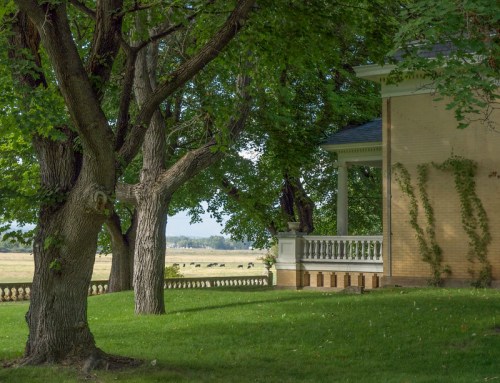 A lush green landscape featuring trees, a grassy area, and a brick building with a porch and ivy.