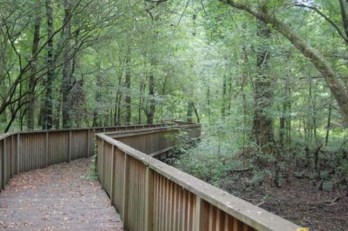 A winding wooden boardwalk through a lush green forest, surrounded by trees and foliage.