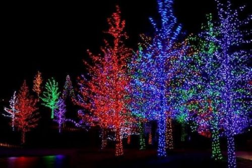 Colorful trees illuminated with vibrant red, blue, and green lights against a dark night sky.