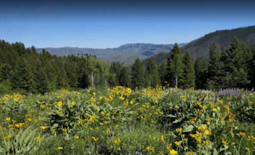 A vibrant meadow filled with yellow wildflowers, surrounded by lush green trees and distant mountains under a clear blue sky.