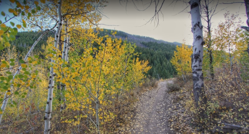 A winding dirt path through a forest with vibrant autumn leaves and tall trees in the background.