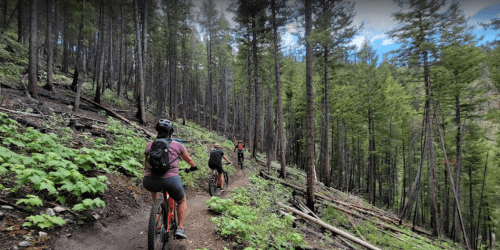 A group of mountain bikers riding on a forest trail surrounded by tall trees and lush greenery.