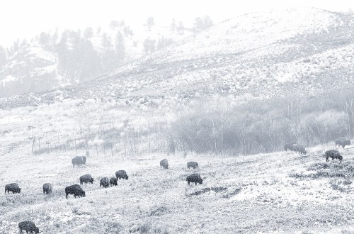 A snowy landscape with a herd of bison grazing on a hillside, surrounded by trees and distant mountains.