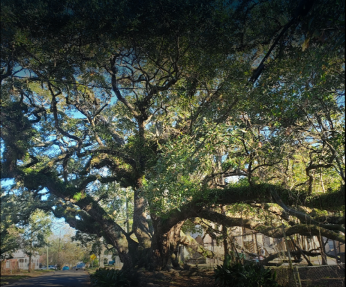 A large, sprawling tree with thick branches and lush green leaves, casting shadows on a quiet street.