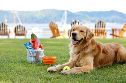 A golden retriever lies on the grass next to toys and a bowl, with a scenic view of water and chairs in the background.