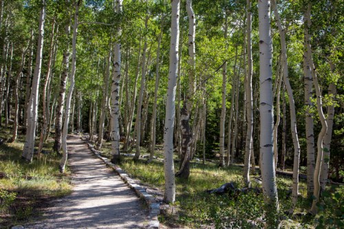 A serene forest path winding through tall, slender aspen trees with vibrant green leaves.