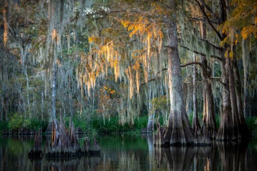 A serene swamp scene with cypress trees draped in Spanish moss, reflecting in calm water under soft golden light.