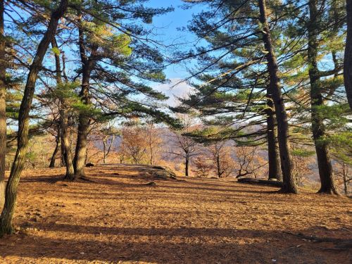 A serene forest scene with tall trees and a clear blue sky, showcasing a peaceful natural landscape.