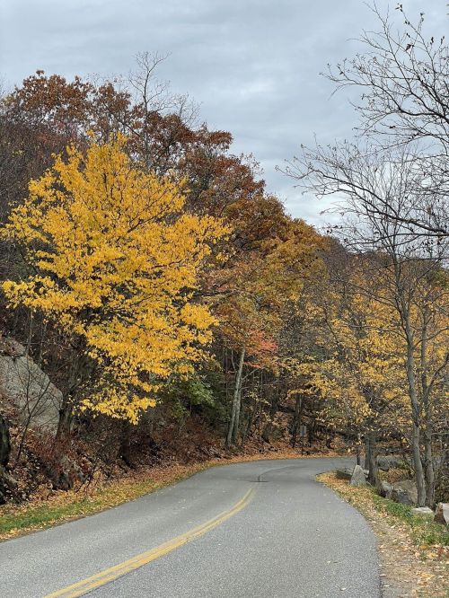 A winding road surrounded by trees with vibrant yellow and autumn foliage under a cloudy sky.