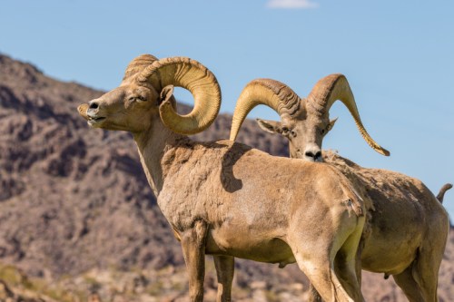 Two bighorn sheep with large curved horns stand in a rocky landscape under a clear blue sky.