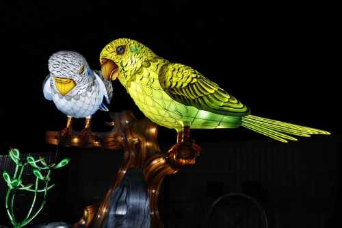 Two colorful illuminated birds perched on a branch, one gray and white, the other bright green and yellow, against a dark background.