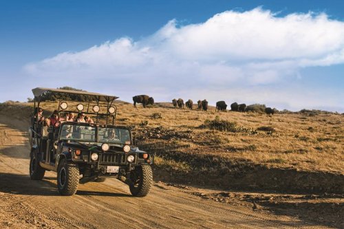 A safari vehicle drives on a dirt road with a herd of bison grazing in the background under a blue sky.