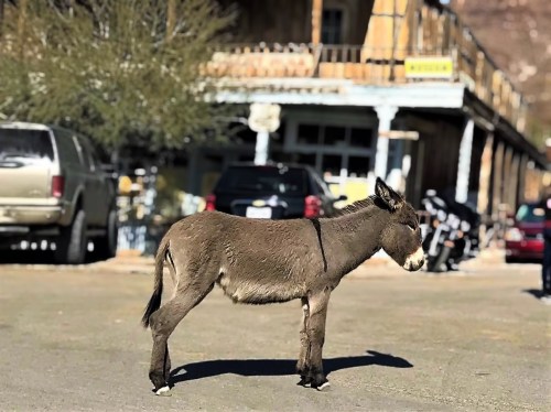 A donkey stands on a street in front of a rustic building and parked vehicles.