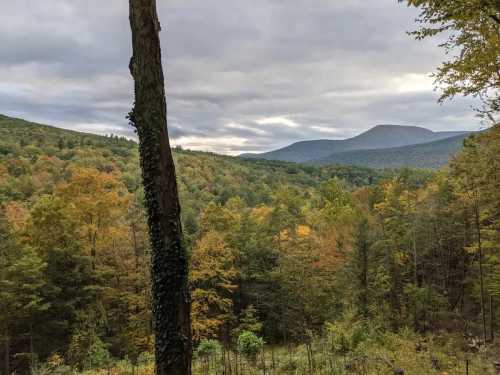 A scenic view of rolling hills covered in autumn foliage under a cloudy sky. A tall tree stands in the foreground.