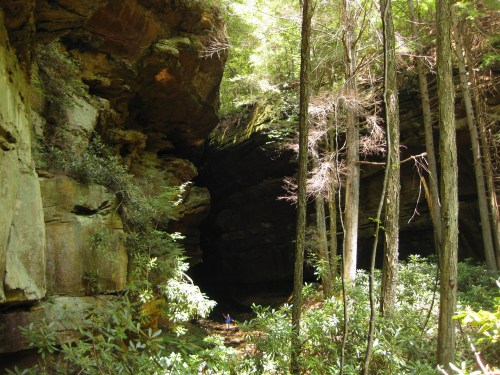 A lush forest scene with tall trees and rocky cliffs, leading to a dark cave entrance surrounded by greenery.