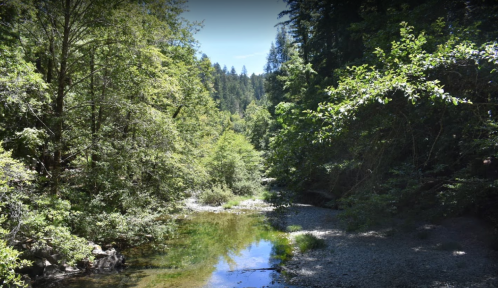 A serene forest scene with a clear stream surrounded by lush green trees and a bright blue sky.
