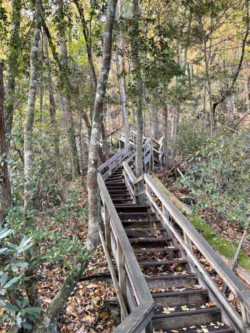 A winding wooden staircase leads through a forest of trees and autumn foliage.