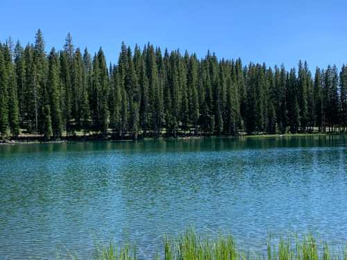 A serene lake surrounded by tall pine trees under a clear blue sky.