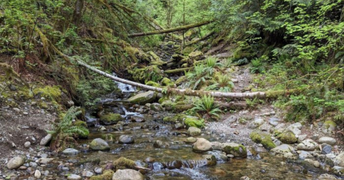 A serene forest stream flows over rocks, surrounded by lush greenery and fallen logs.