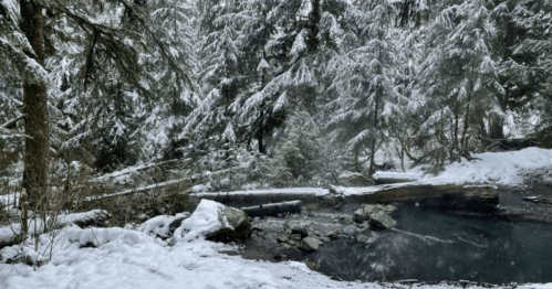 A snowy forest scene with tall trees, a frozen pond, and a fallen log surrounded by snow-covered ground.