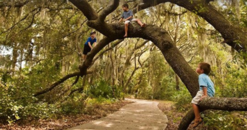Three children play on a large tree branch in a lush, green forest, with a winding path visible below.