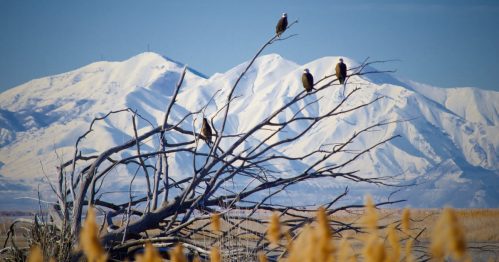 Four eagles perched on a bare tree branch, with snow-capped mountains in the background and golden grass in the foreground.