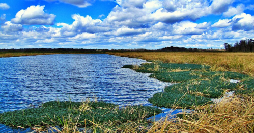 A serene wetland scene with blue water, green vegetation, and fluffy clouds in a bright sky.