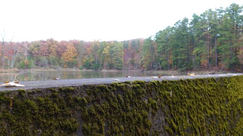 A moss-covered ledge in the foreground, with a serene lake and colorful autumn trees in the background.